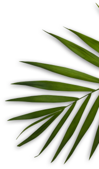 Blossom Beauty Parlour