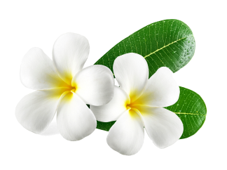 Blossom Beauty Parlour