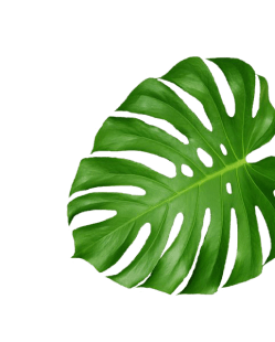 Blossom Beauty Parlour